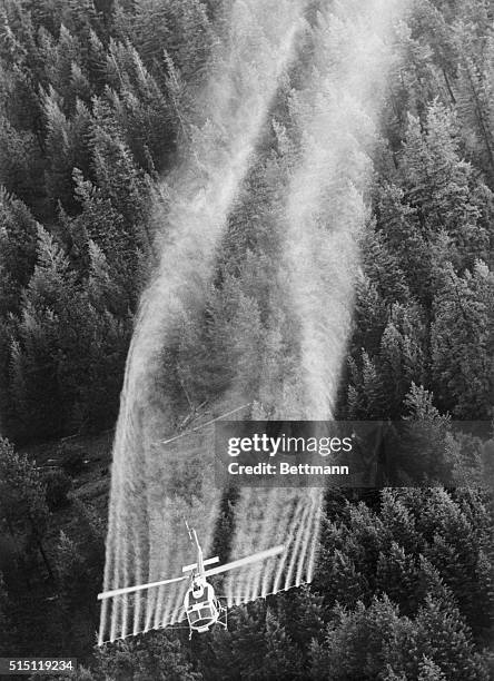 Helicopter sprays DDT on trees in Wallow Whitman National Forest 6/19. The Department of Agriculture approved use of the pesticide DDT in combatting...