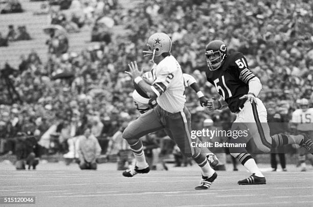 Dick Butkus , of the Chicago Bears, dispelling rumors that he would not play because of a bad knee, gives chase to Dallas Cowboys quarterback Roger...