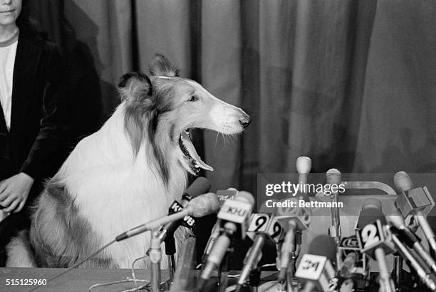 Lassie, the canine "star" of television, has her day at a news conference here at the Los Angeles Press Club. She was put before the mikes after...