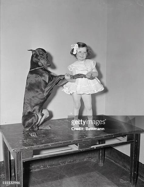 Irene Friedman, 2 years old, make friends with "Gust from V. Heidelberg," a Doberman Pinscher, entered in the 59th annual dog show of the Westminster...