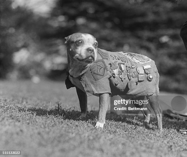 Washington, DC: Meet up with Stubby, a 9-year-old veteran of the canine species. He has been through the World War as mascot for the 102nd Infantry,...