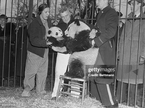 Chicago: Rare Captive Pandas Meet In Chicago. When Mei-Mei, baby giant Panda brought form Chinese Tinet by Mrs. William Harkness, Jr., was introduced...