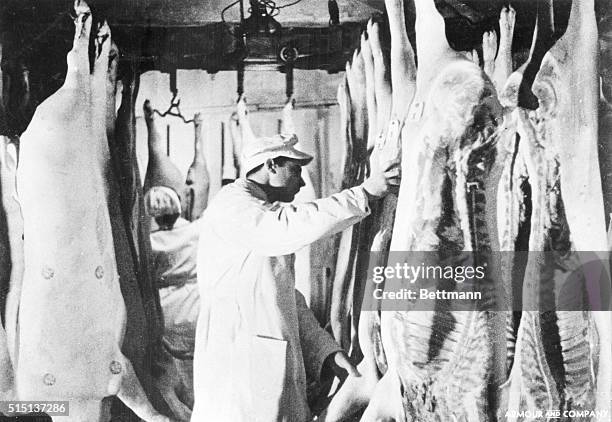 Here, a Chicago meat packing factory worker grades and inspects pig corpses.