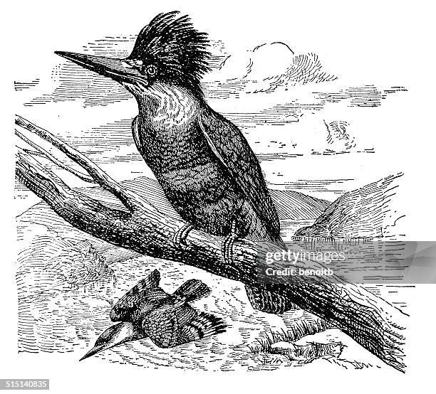belted kingfisher - kingfisher river stock illustrations