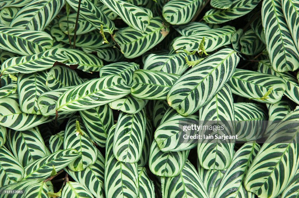 Leaf patterns, Edinburgh Botanic Gardens.