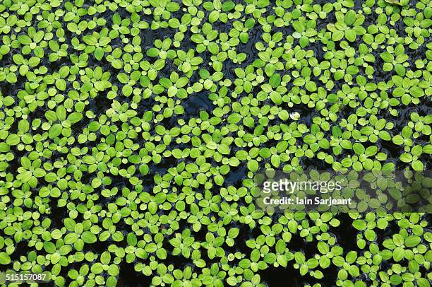 duckweed on the surface of a pond. - kroos stockfoto's en -beelden