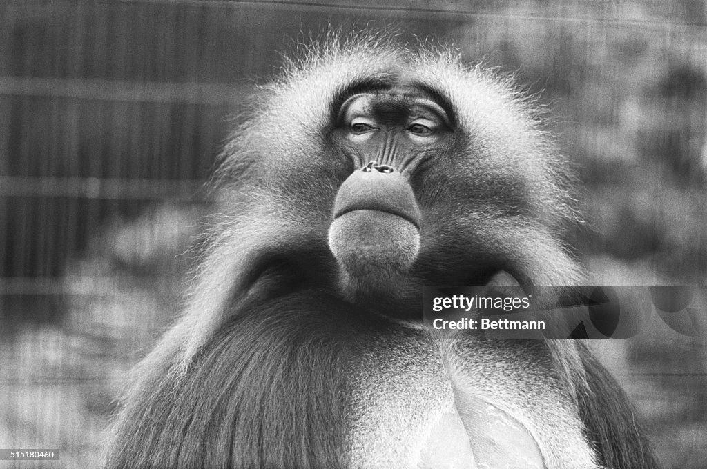 Gelada Baboon