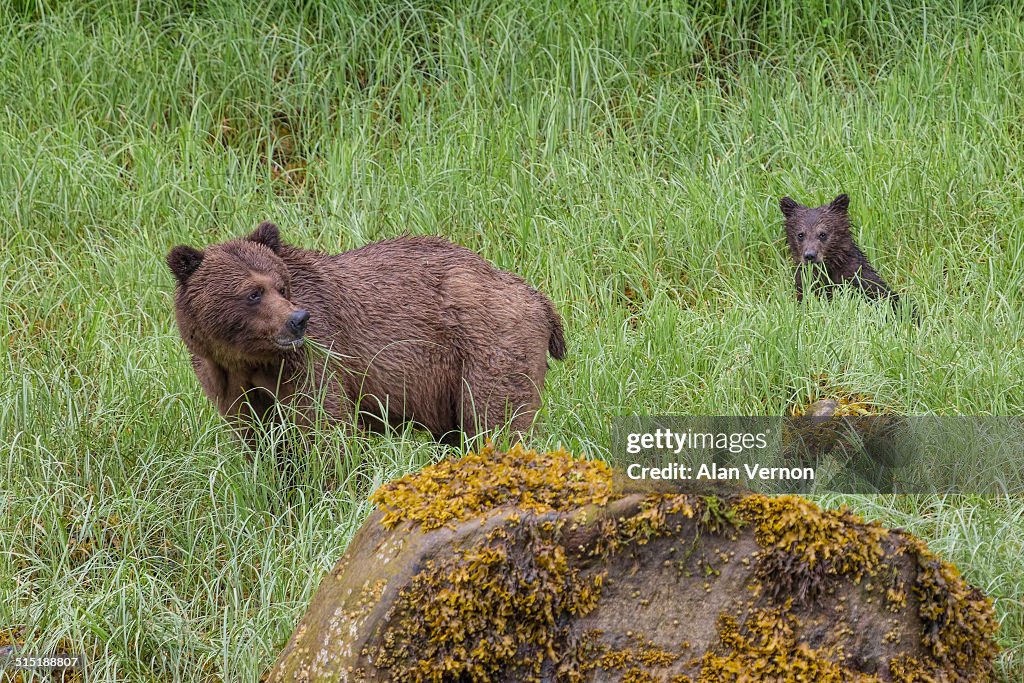 Grizzly bear with cub