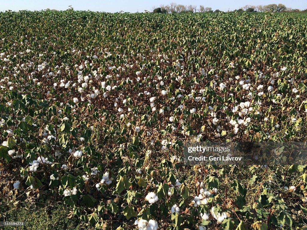 Field of cotton crops