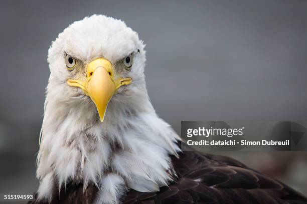 bald eagle - unalaska - fotografias e filmes do acervo