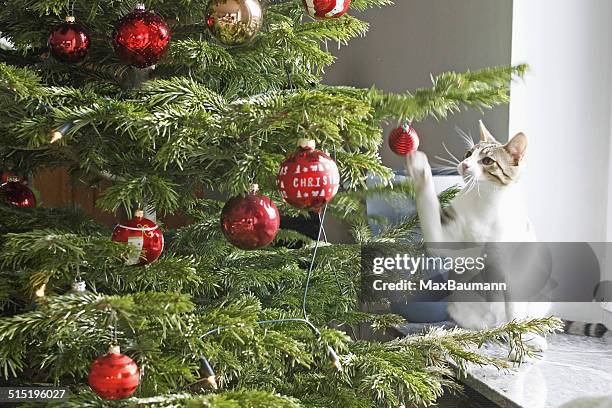 Cat playing with the christmas tree