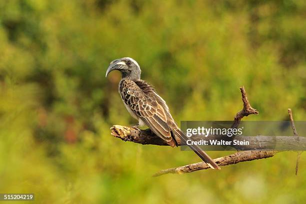 african grey hornbill at lake manyara - african grey hornbill stock pictures, royalty-free photos & images