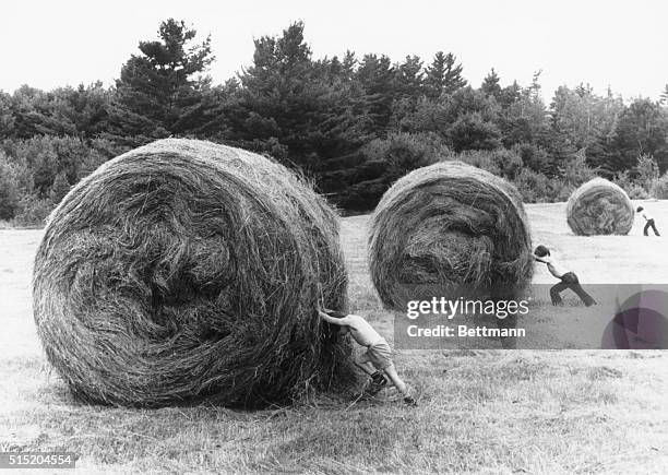 Troy, ME- Three young "farm hands," brothers James Verrill, Jr. Scott and Christopher of Bangor, Maine, appear to be pushing giant rolls of hay in...