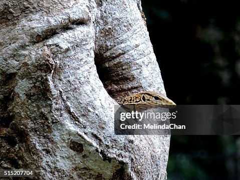 Lizard from Tree hole Lizard from Tree hole