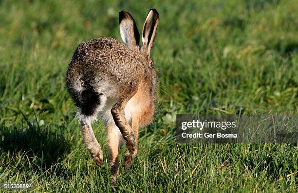 Hare Ffet Hares Foot Photos and Premium High Res Pictures - Getty Images