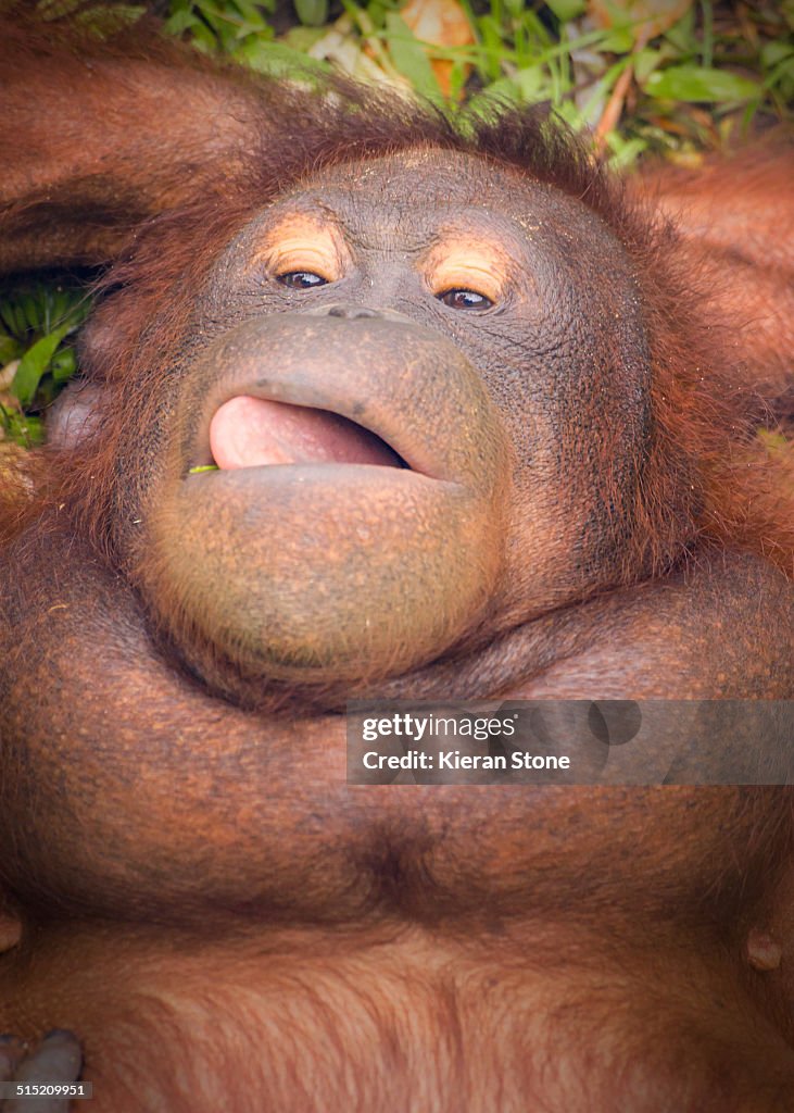 Bornean Orangutan chilling out