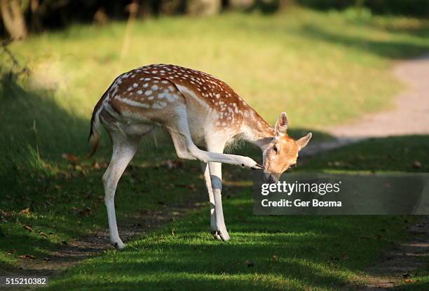 fallow deer with an itch - doe foot stock pictures, royalty-free photos & images