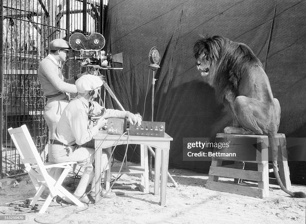 Leo the Lion Being Recorded