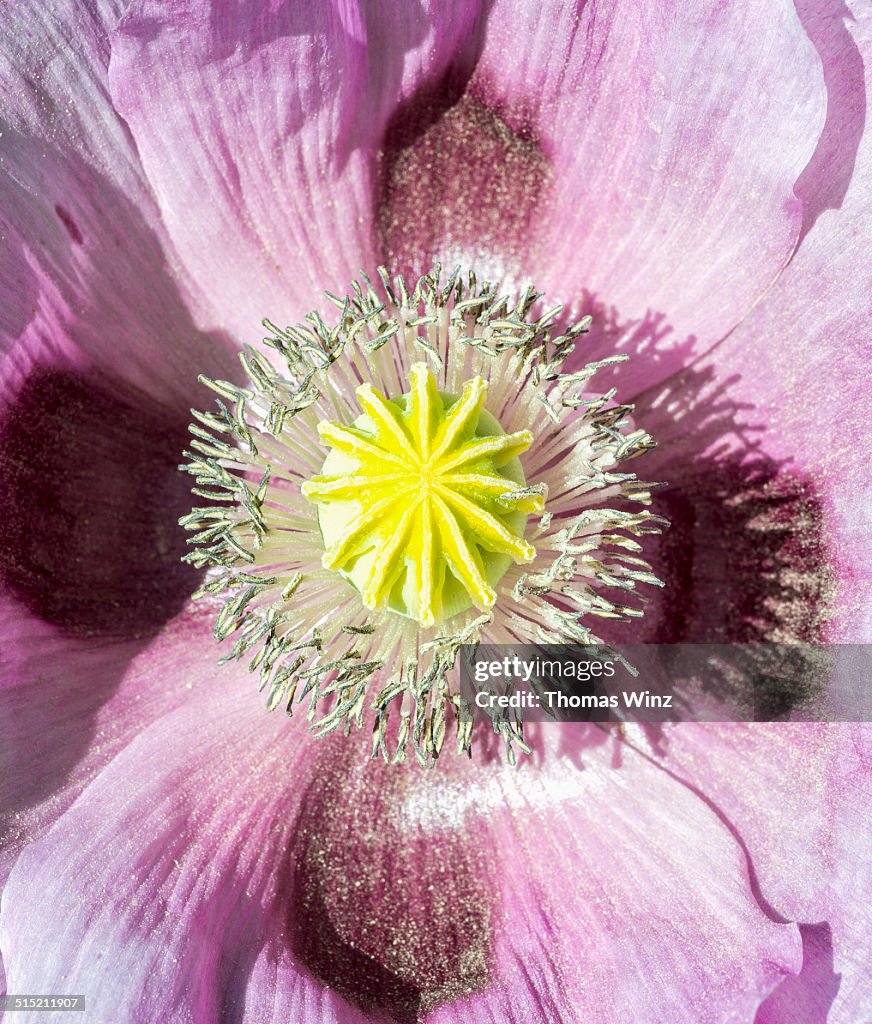 Opium poppy in bloom