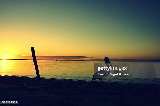 pelican stands beside calm sea at sunset - monkey mia stock pictures, royalty-free photos & images