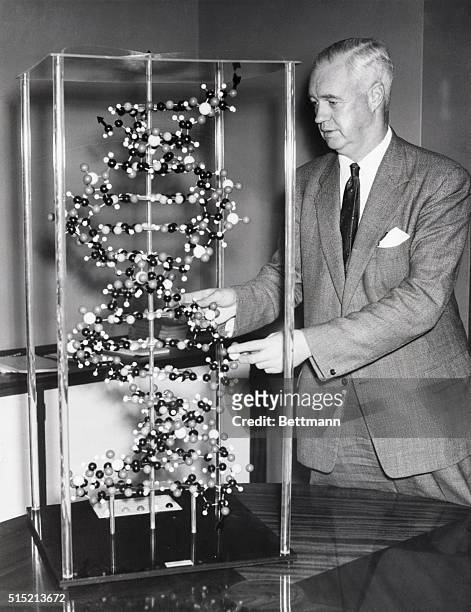 Cambridge, England - Professor Sir Alexander Todd, winner of the Nobel Prize for Chemistry, points at a model of a molecule of deoxyribonucleic acid...