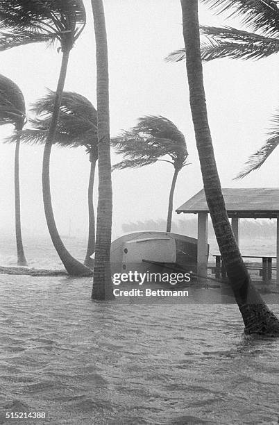 Miami, FL-A sailboat lies on its side near the Miami waterfront as 90-mile-per-hour winds pass through the palm trees. Miami's in the throes of...