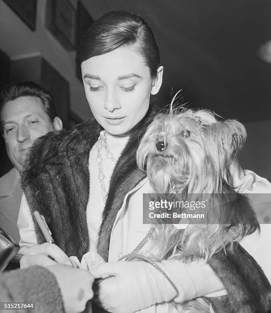Rome, Italy: - Displaying the sheek and shaggy in hairstyles, actress Audrey Hepburn and her pet terrier, "Famous," face a barrage of popping...