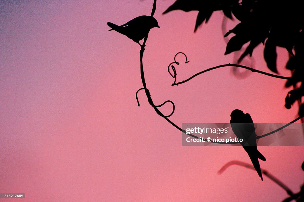 Swallow silhouette on branches at sunset