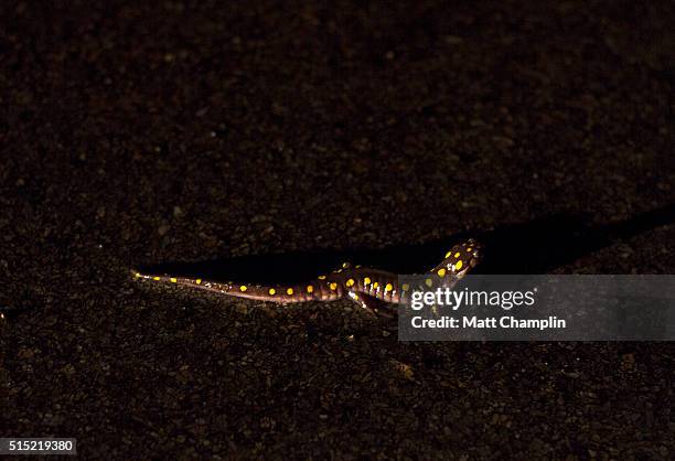 spotted salamanders spring migration - rebirth stock-fotos und bilder