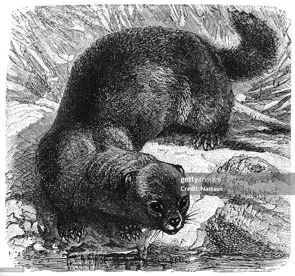 European mink (Mustela lutreola)