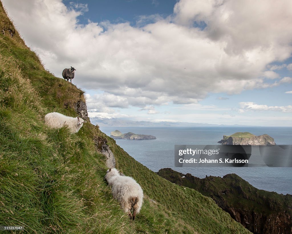 Sheeps in Vestmann islands