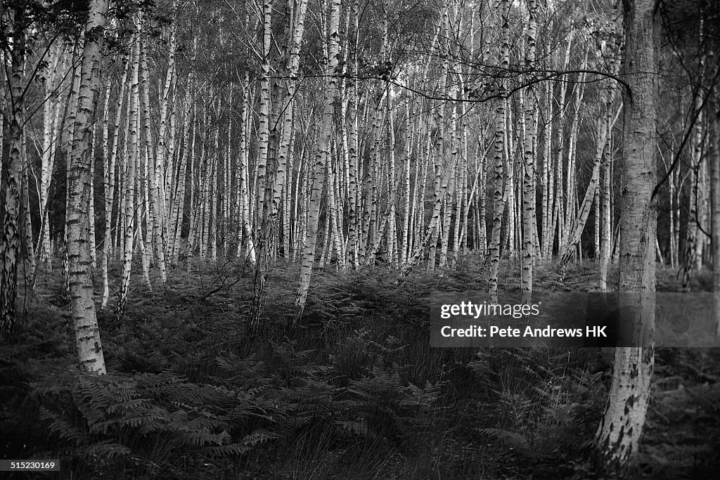 Silver birch copse