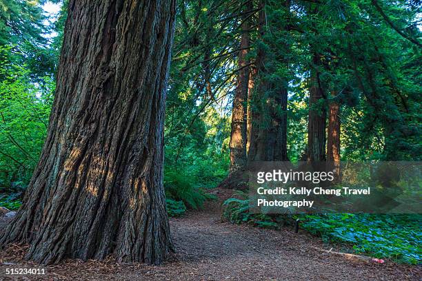 redwood forest - grooved stock pictures, royalty-free photos & images