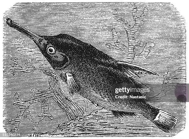 longspine snipefish (macroramphosus scolopax) - snipefish stock illustrations