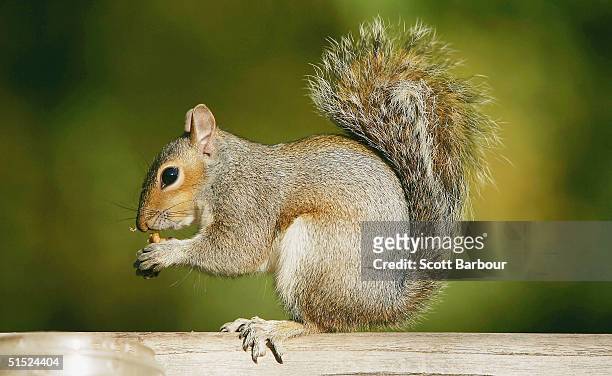Squirrel eats a nut given to it by "The Squirrel Man" Eddy Hall on October 21, 2004 in London, England. Hall, an eccentric London resident known...