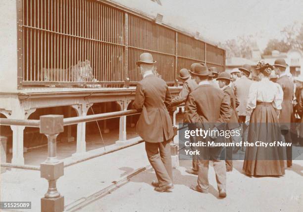 Crowd of men and women gather at the lion cages in the Central Park Zoo, New York, New York, 1895.