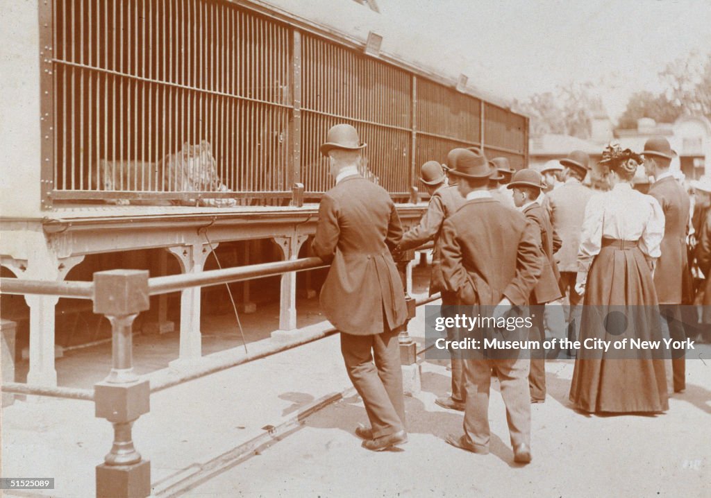 Lions In Central Park Zoo