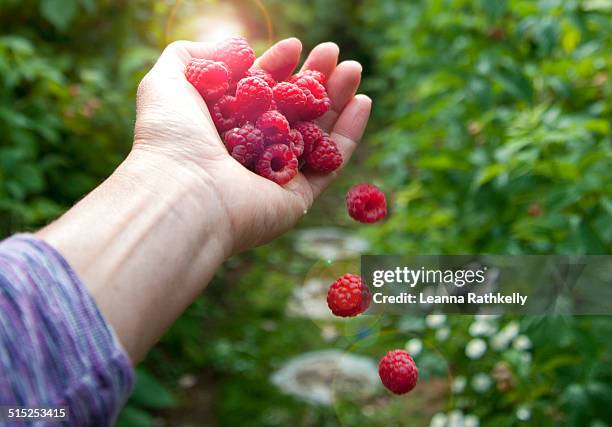 Falt Rasberry 144 Falling Raspberries Stock Photos, High-Res Pictures, and Images ...