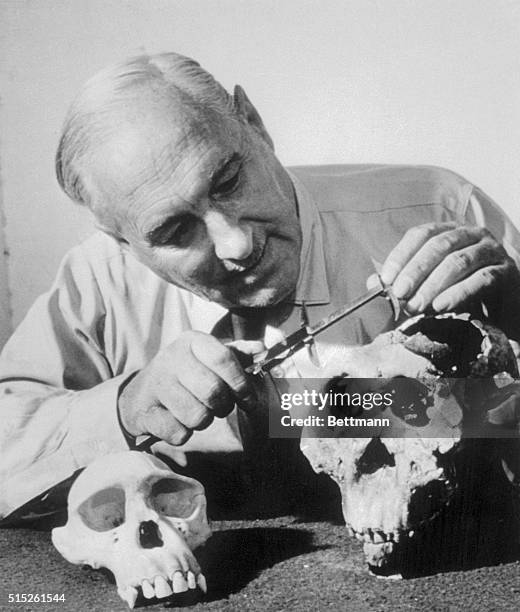 Paleoanthropologist Louis Leakey takes measurements of a 600,000 year old hominid skull found in the Olduvai Gorge in Tanzania.