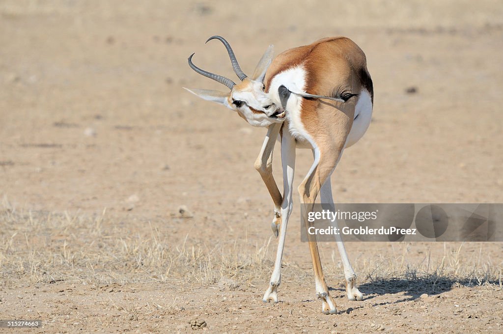 Springbok Smiling Springbok In A Funny Position High-Res Stock Photo - Getty Images
