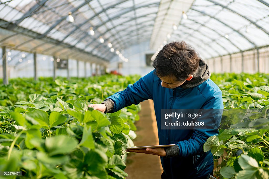 Young researcher with a tablet computer in a greenhouse