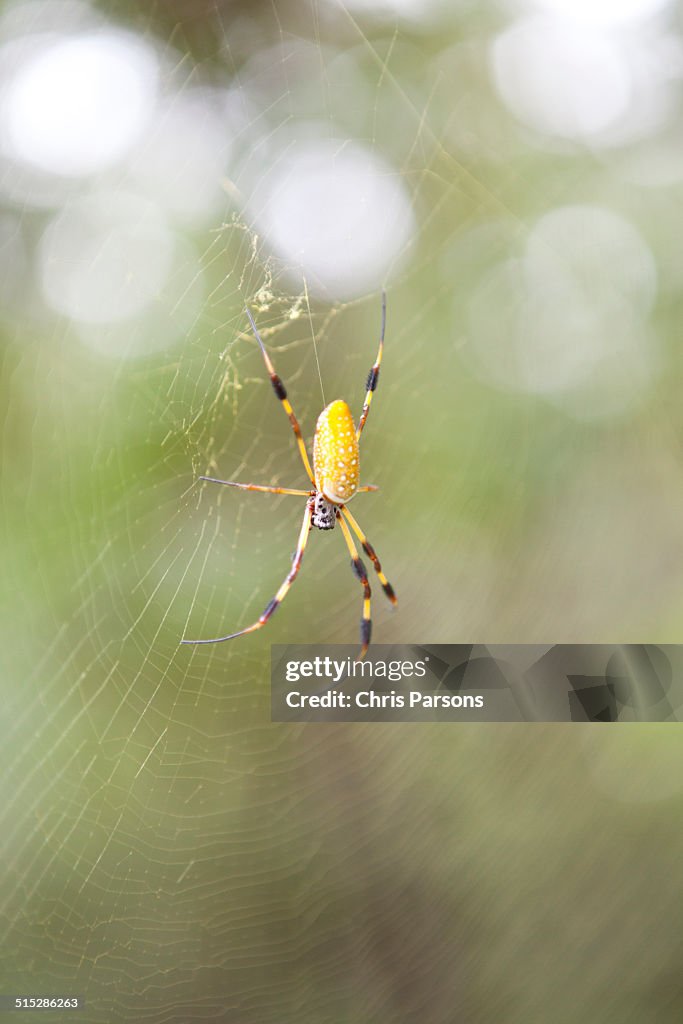 Giant Banana spider on web