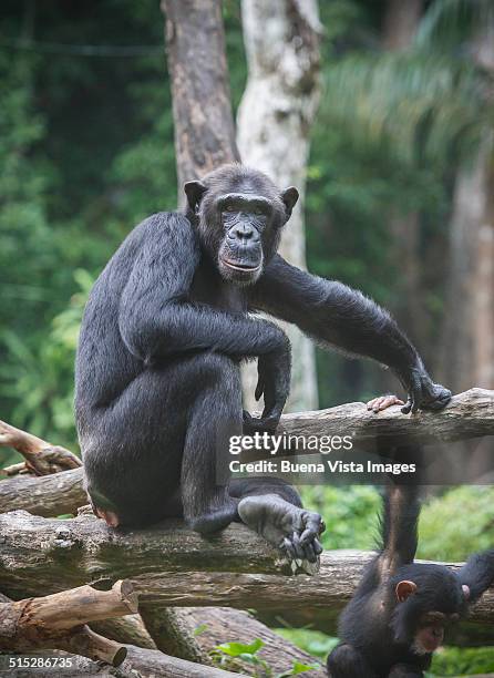 chimpanzee (pan troglodytes) on a branch - コンゴ共和国 ストックフォトと画像