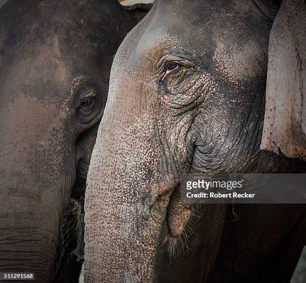 a couple of elephants - indian elephant stock pictures, royalty-free photos & images