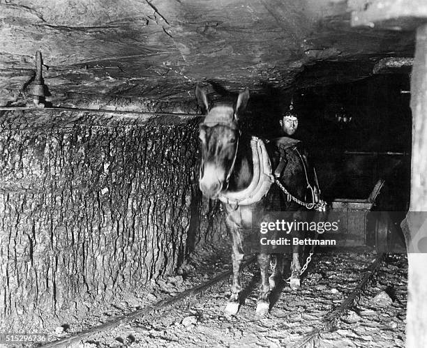 Miner in shaft with mule-drawn cart. Undated photograph. See note.