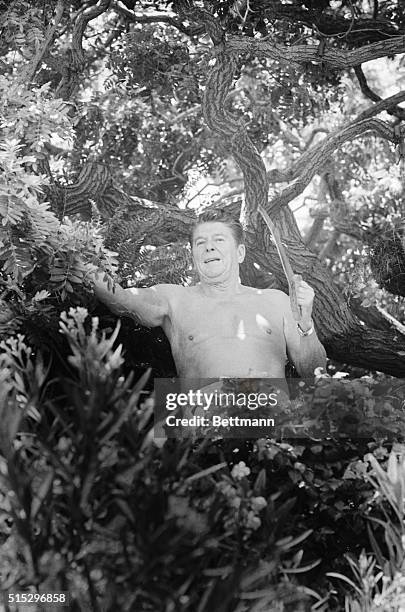 Pacific Palisades, California: Ronald Reagan, Republican presidential candidate, is up a tree July 26. He's pruning a tree at his home while taking...