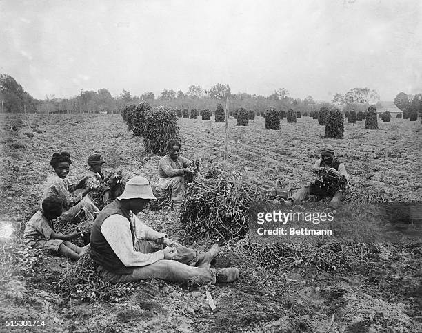 Freed slave peanut pickers, Virginia. Photograph, ca. Late 1890's.