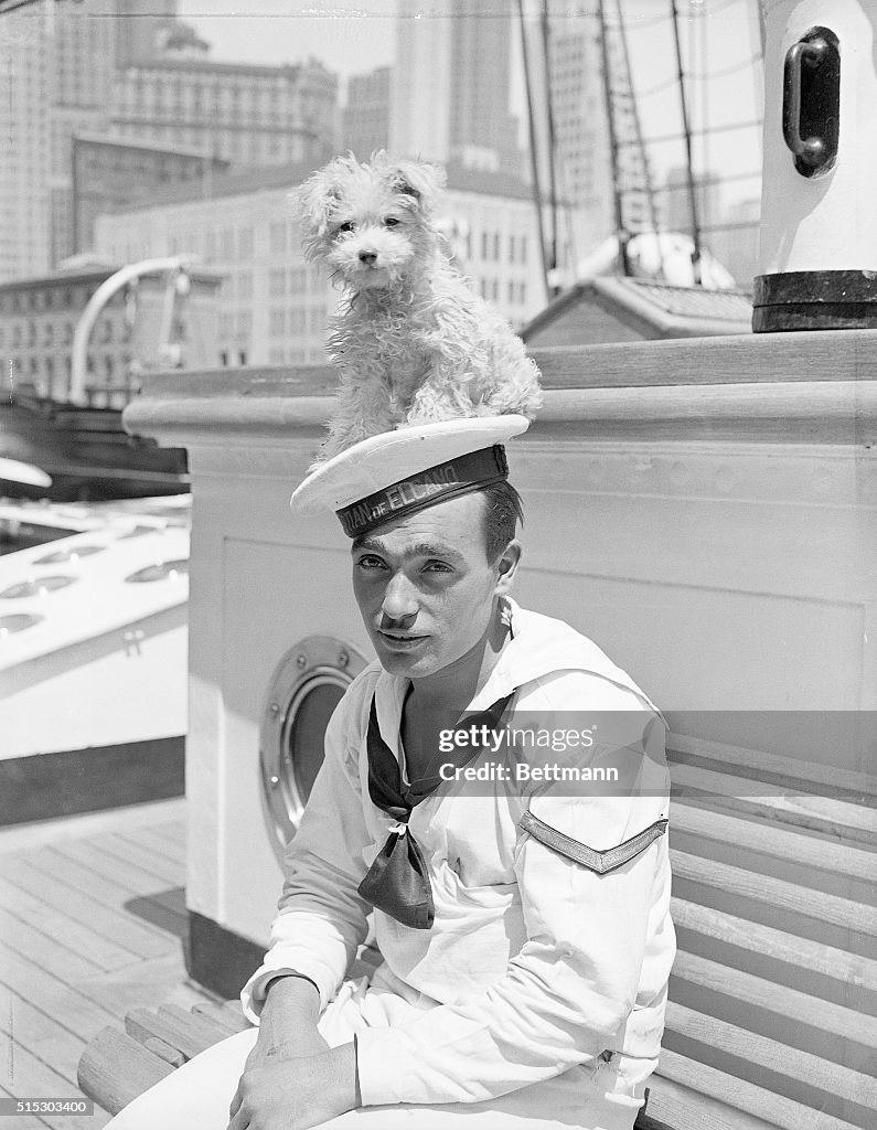 Dog atop Sailor's Hat