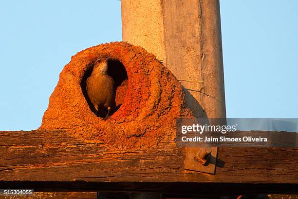 rufous hornero in his nest - rufous hornero stock pictures, royalty-free photos & images