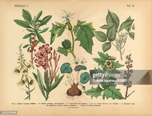 poisonous and toxic plants, victorian botanical illustration - toxicodendron diversilobum stock illustrations